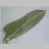 Leaf 10er 01.jpg